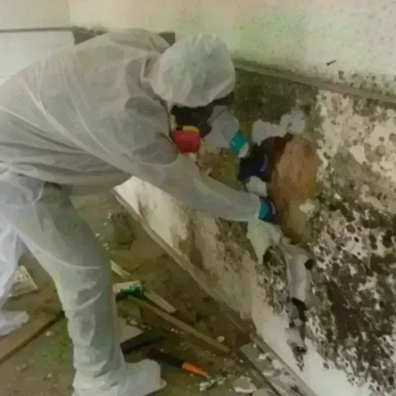 Mold Remediation and Removal in Pleasant Ridge, MI